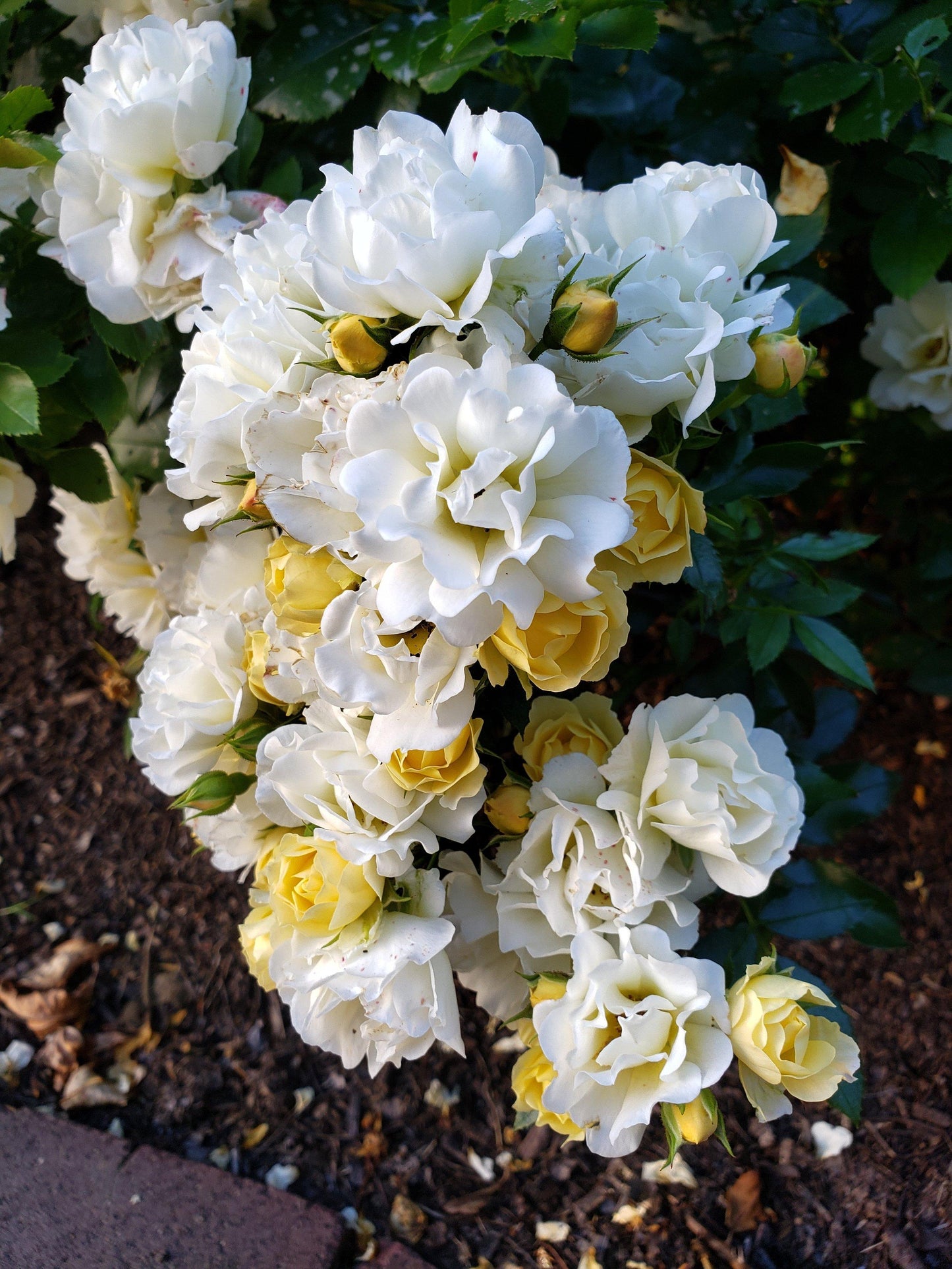 Rosa Landscape Popcorn Drift - View 8 from www redcrocus com