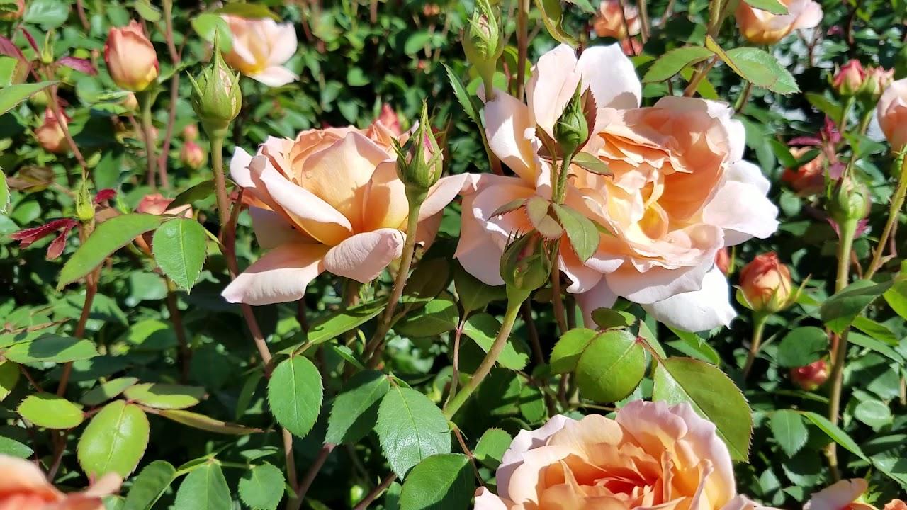 Rosa David Austin Carding Mill - View 10 from www redcrocus com