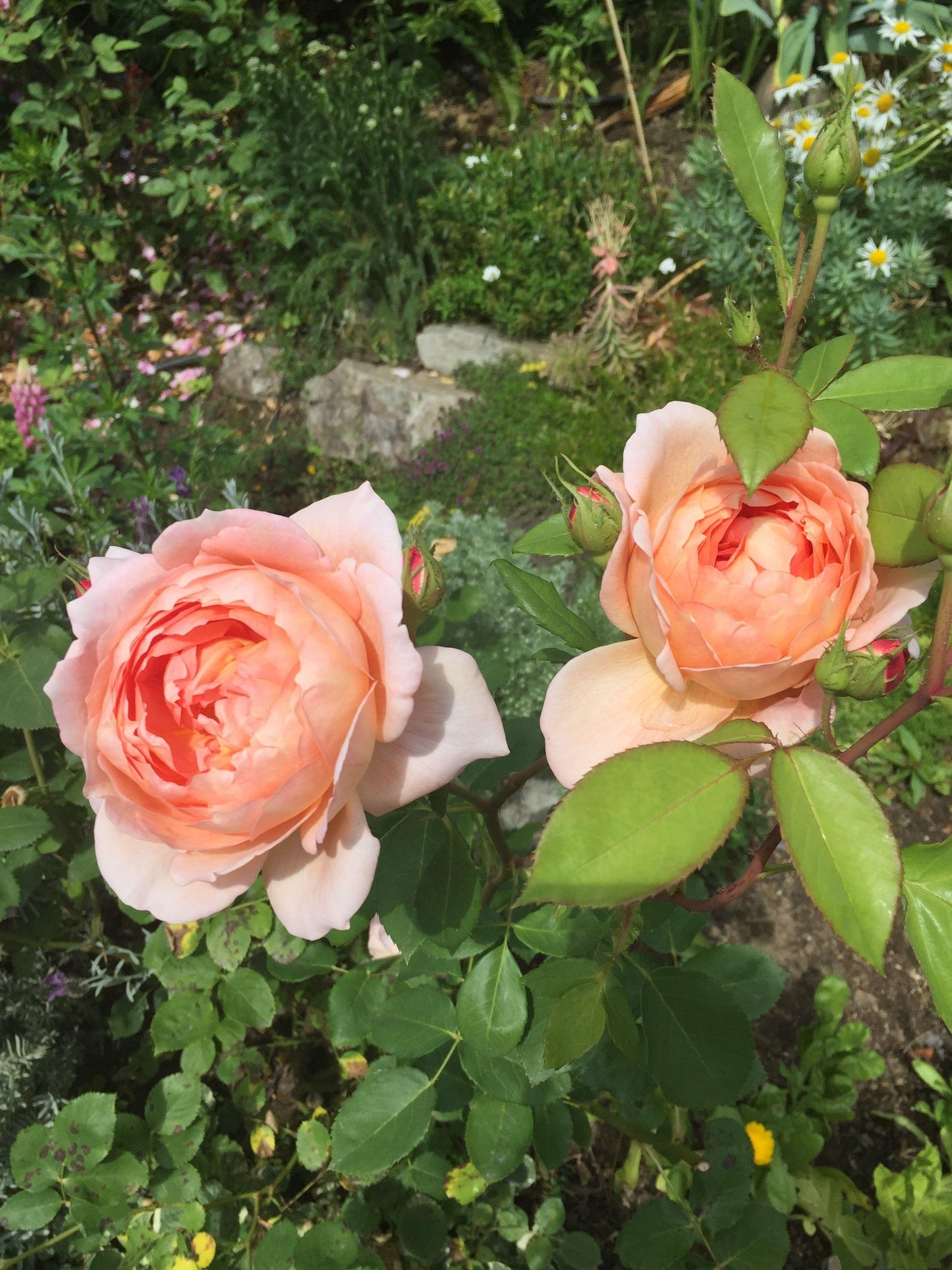 Rosa David Austin Carding Mill - View 12 from www redcrocus com
