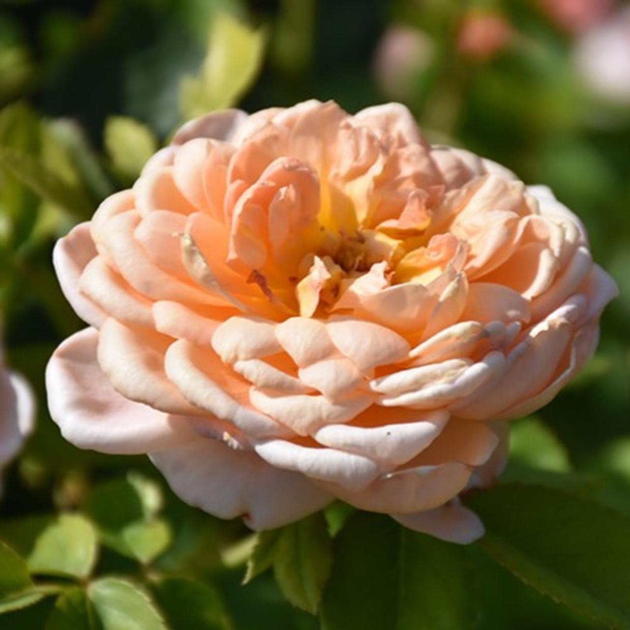 Rosa David Austin Carding Mill - View 14 from www redcrocus com