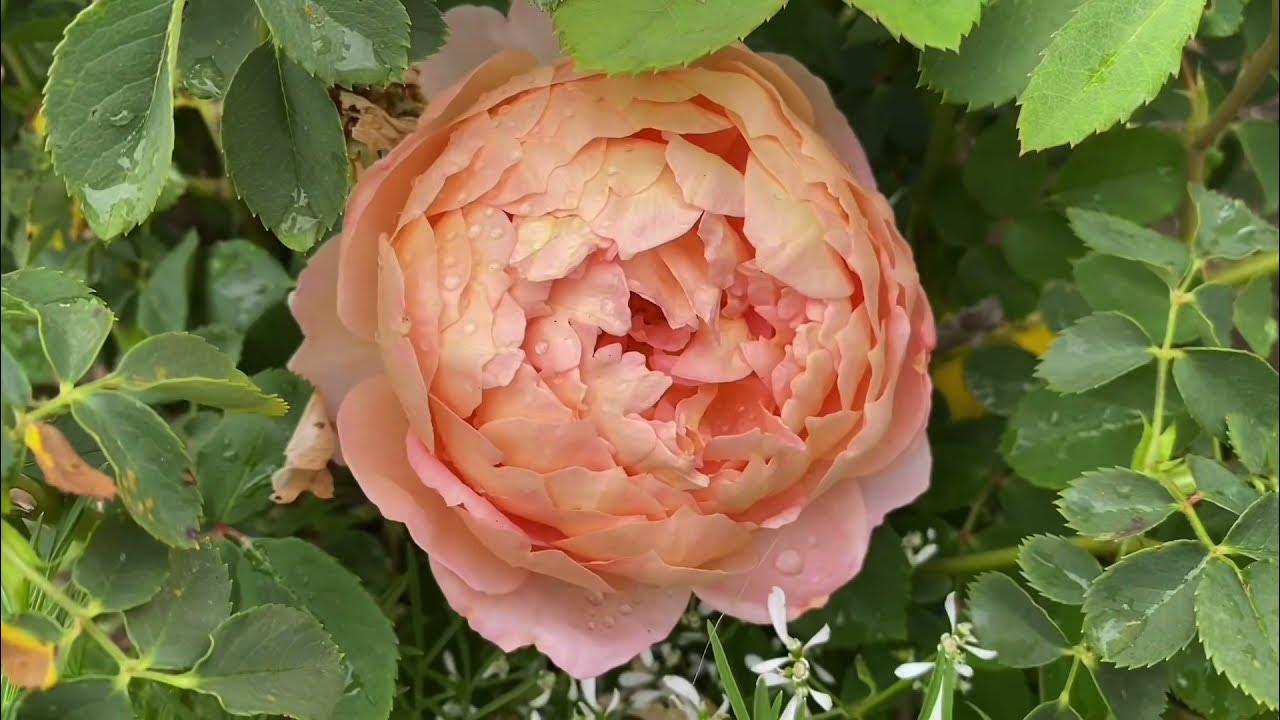 Rosa David Austin Carding Mill - View 16 from www redcrocus com