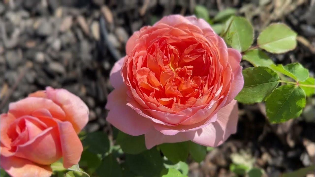 Rosa David Austin Carding Mill - View 18 from www redcrocus com
