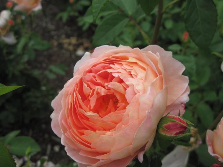 Rosa David Austin Carding Mill - View 19 from www redcrocus com