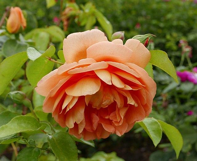 Rosa David Austin Carding Mill - View 2 from www redcrocus com
