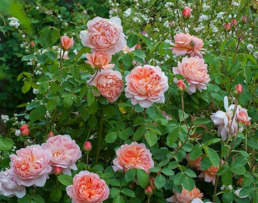 Rosa David Austin Carding Mill - View 5 from www redcrocus com