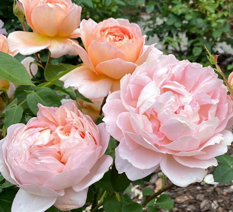 Rosa David Austin Carding Mill - View 6 from www redcrocus com