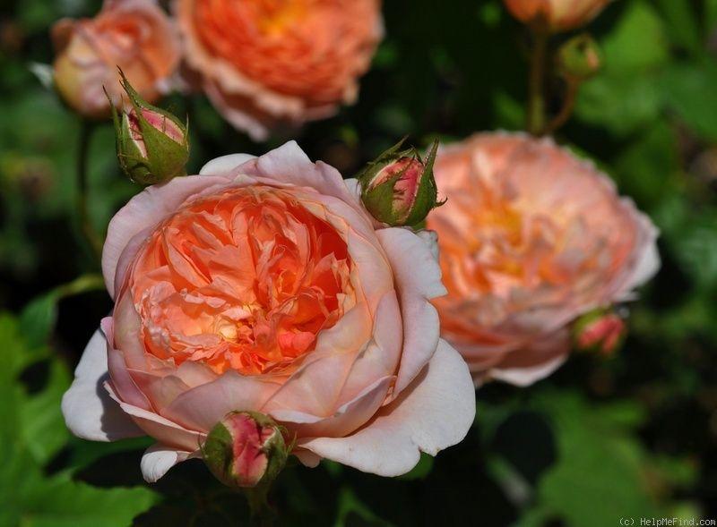 Rosa David Austin Carding Mill - View 8 from www redcrocus com