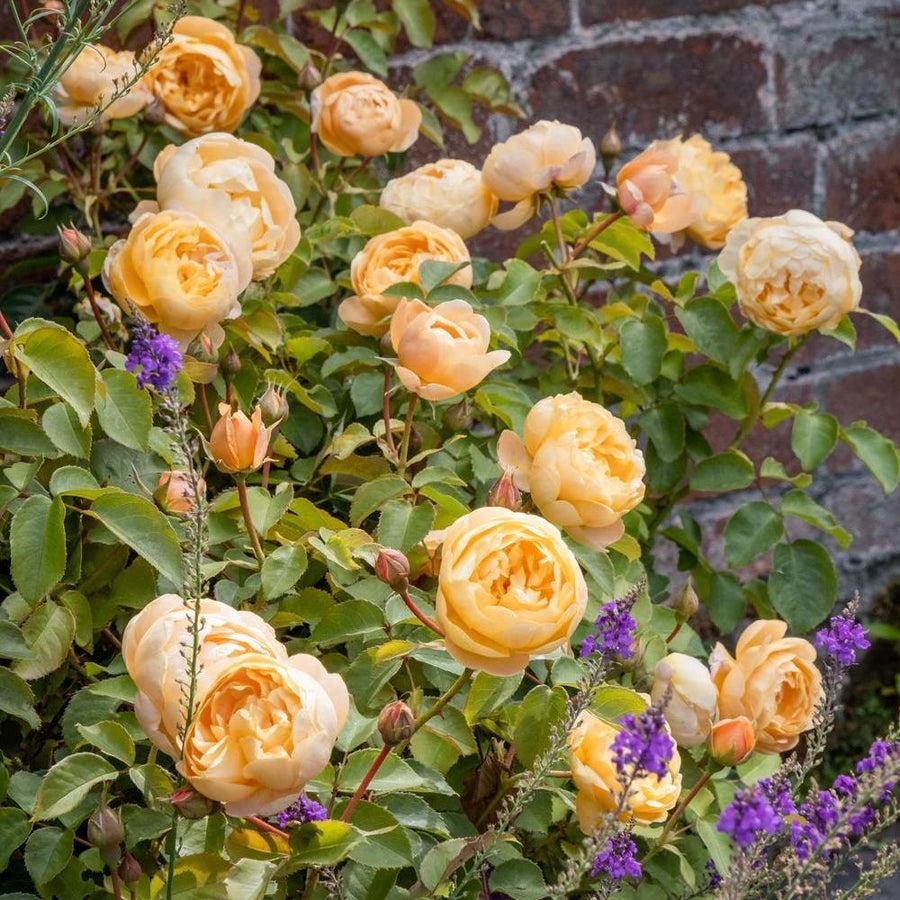 Rosa David Austin Carding Mill - View 9 from www redcrocus com