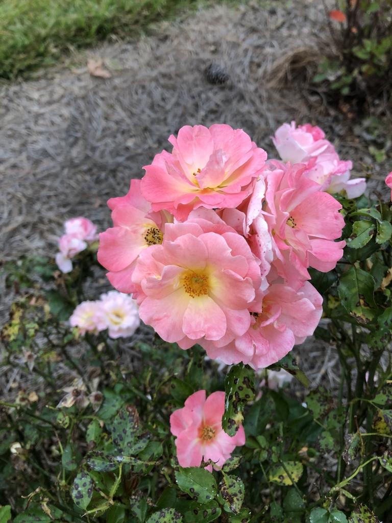 Rosa Landscape Coral Drift - View 10 from www redcrocus com