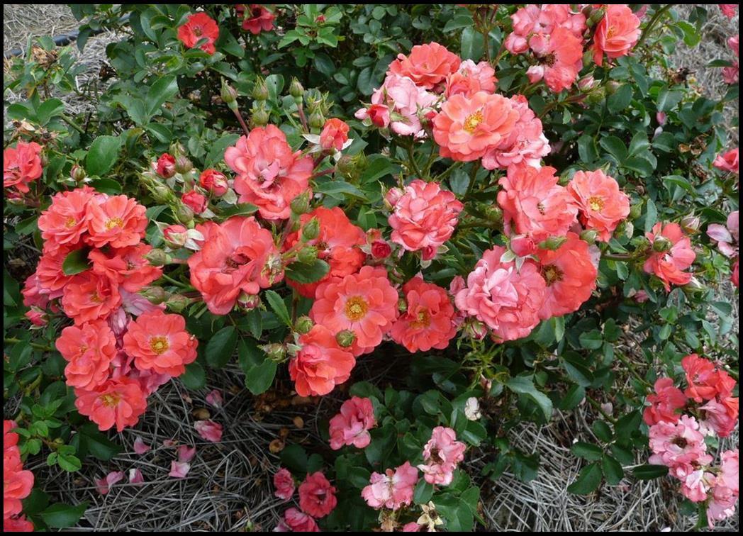 Rosa Landscape Coral Drift - View 12 from www redcrocus com