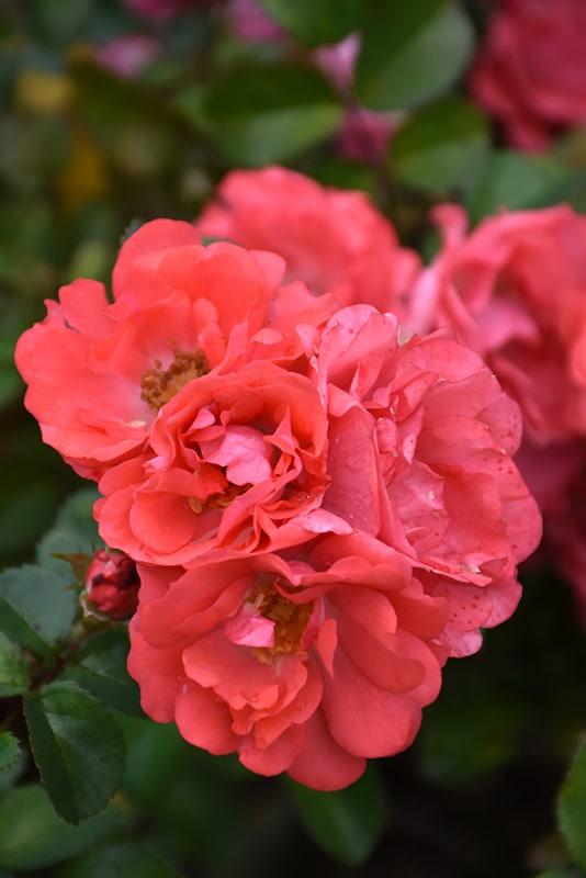 Rosa Landscape Coral Drift - View 13 from www redcrocus com
