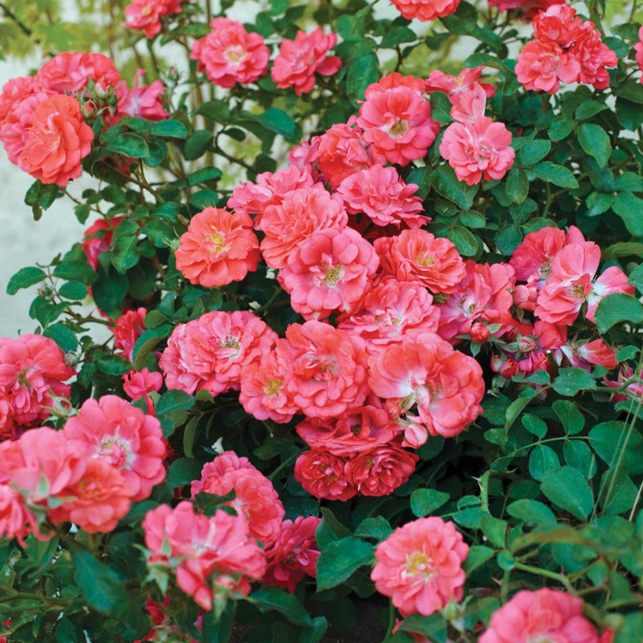 Rosa Landscape Coral Drift - View 14 from www redcrocus com
