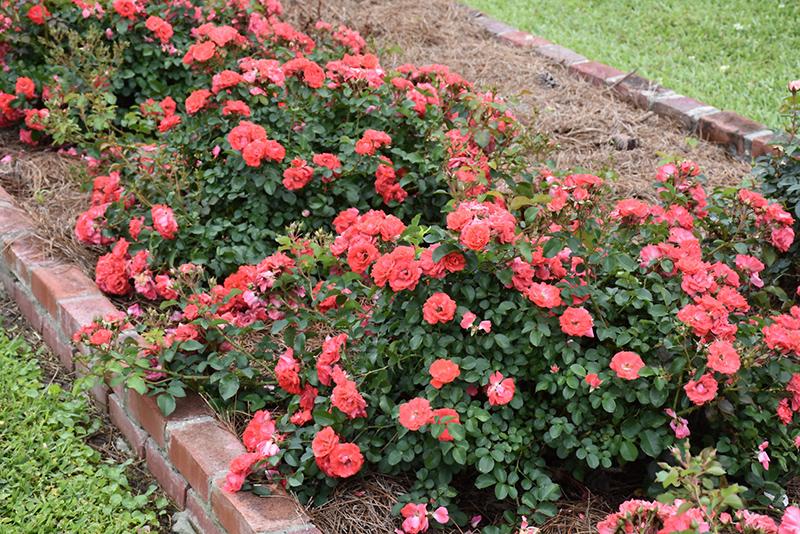 Rosa Landscape Coral Drift - View 1 from www redcrocus com
