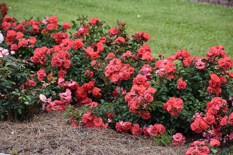 Rosa Landscape Coral Drift - View 2 from www redcrocus com