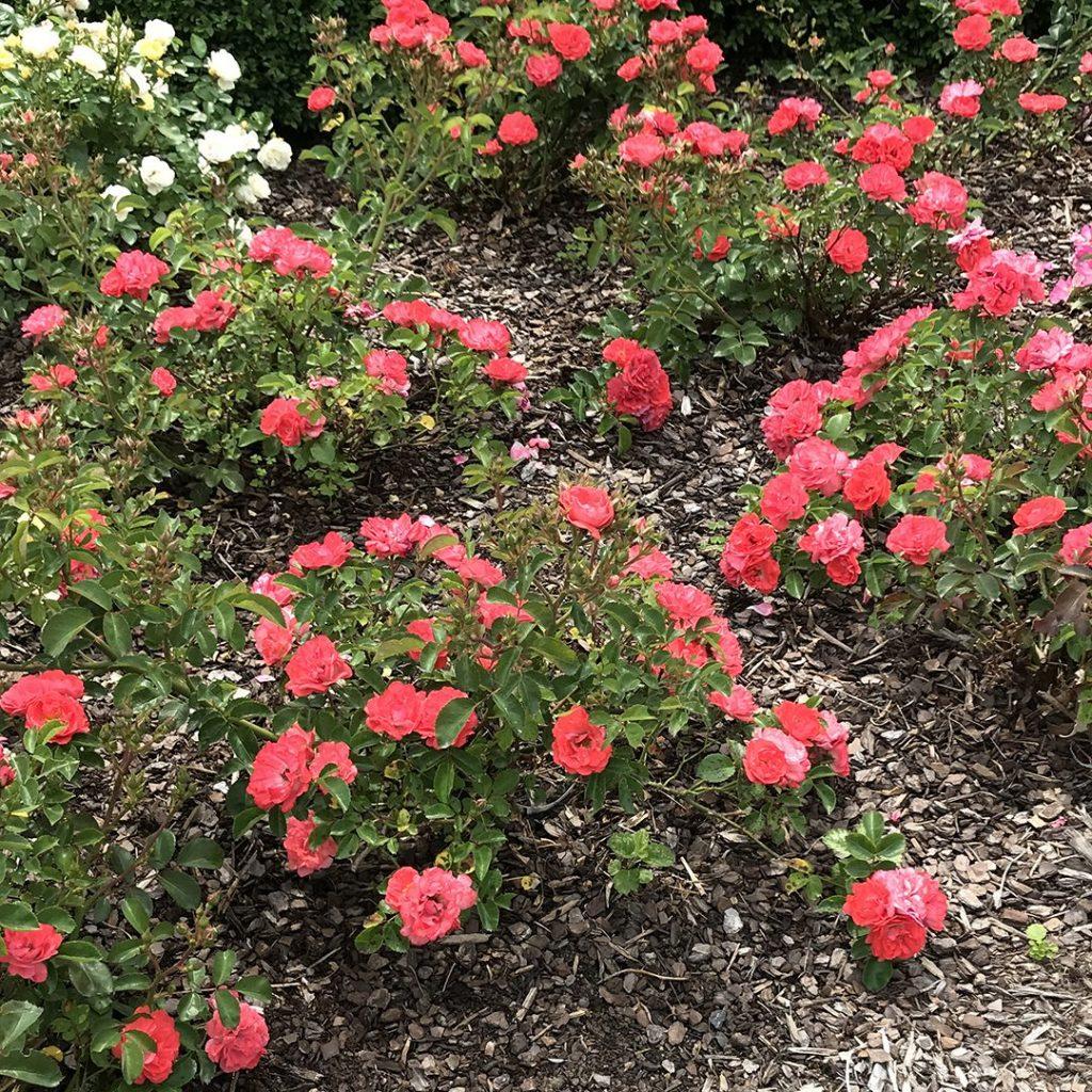 Rosa Landscape Coral Drift - View 4 from www redcrocus com