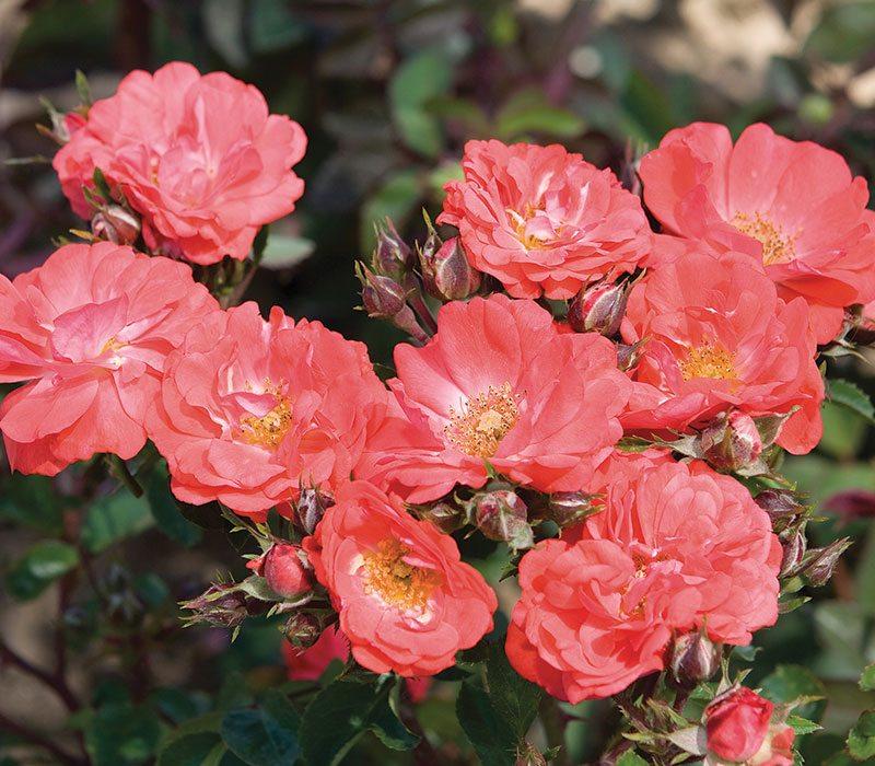 Rosa Landscape Coral Drift - View 5 from www redcrocus com