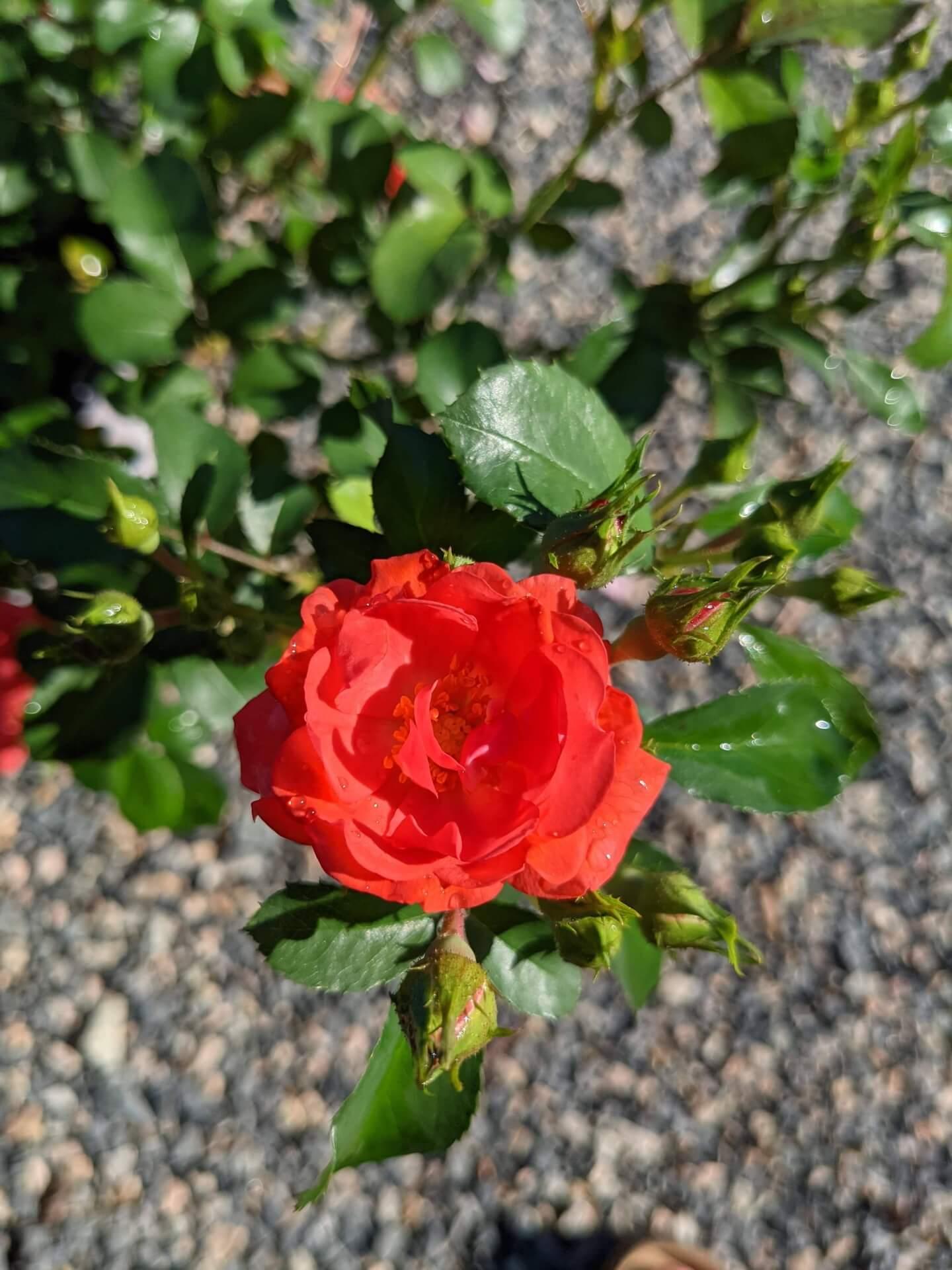 Rosa Landscape Coral Drift - View 6 from www redcrocus com