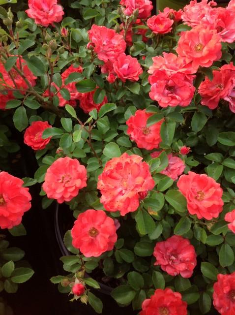 Rosa Landscape Coral Drift - View 7 from www redcrocus com