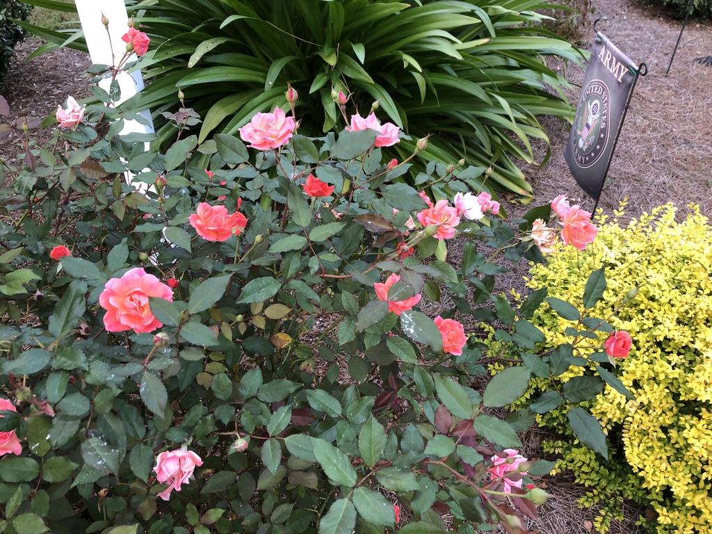 Rosa Landscape Coral Drift - View 8 from www redcrocus com
