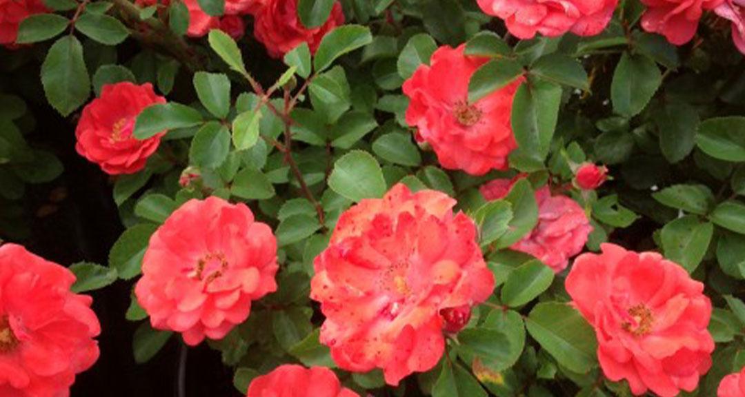 Rosa Landscape Coral Drift - View 9 from www redcrocus com