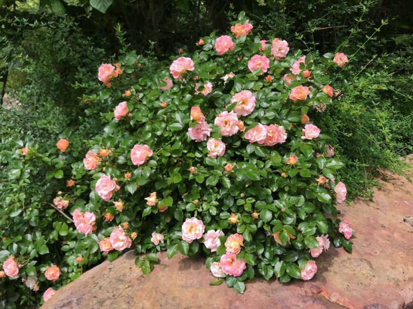 Rosa Landscape Peach Drift - View 15 from www redcrocus com