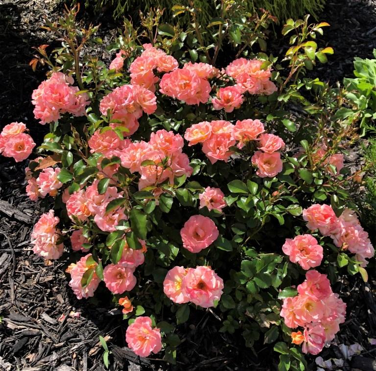 Rosa Landscape Peach Drift - View 17 from www redcrocus com