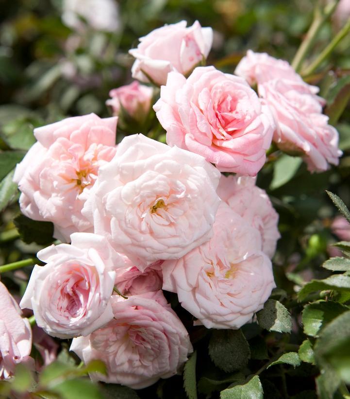 Rosa Landscape Sweet Drift - View 13 from www redcrocus com