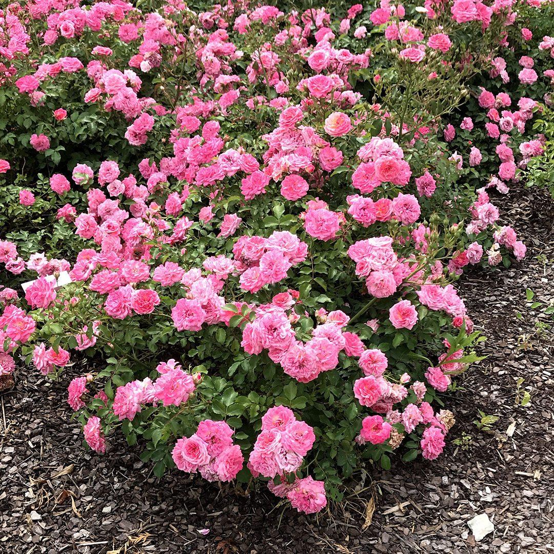 Rosa Landscape Sweet Drift - View 14 from www redcrocus com