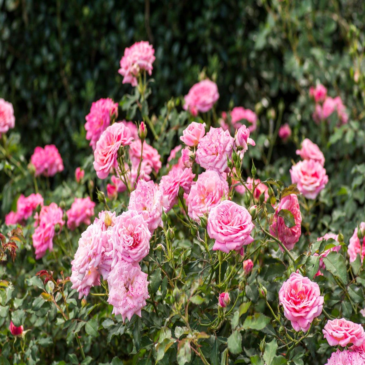 Rosa Landscape Sweet Drift - View 16 from www redcrocus com