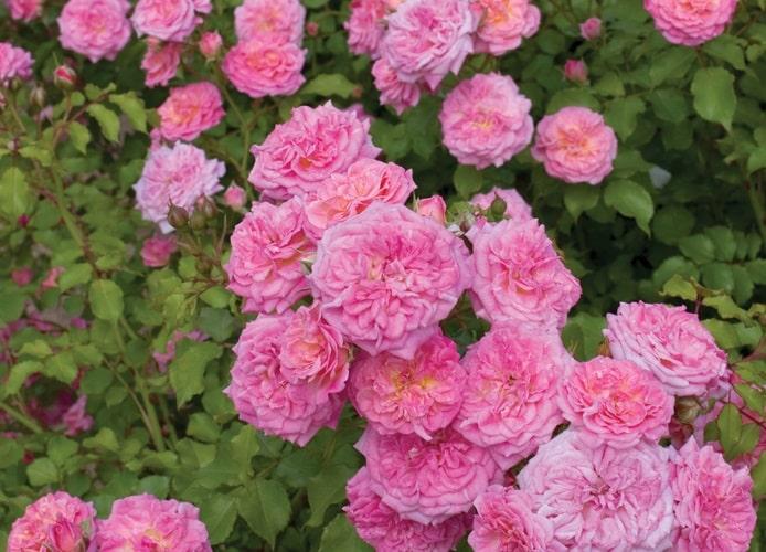 Rosa Landscape Sweet Drift - View 17 from www redcrocus com