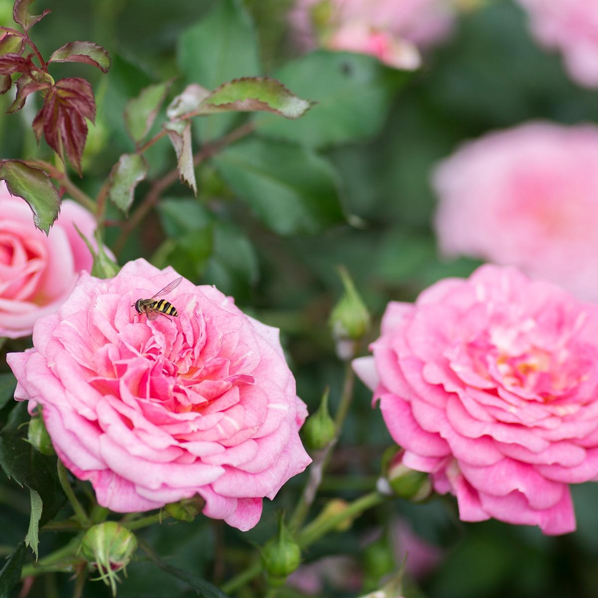 Rosa Landscape Sweet Drift - View 18 from www redcrocus com