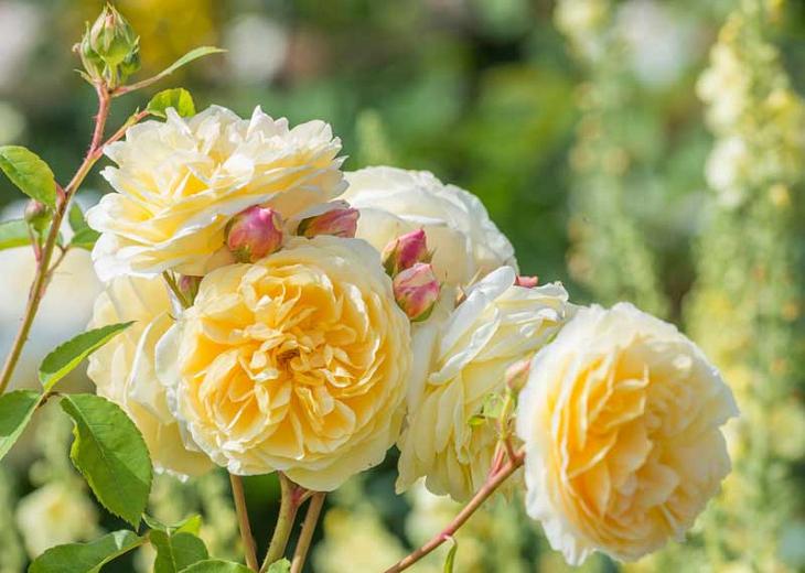 Rosa David Austin Teasing Georgia - View 15 from www redcrocus com
