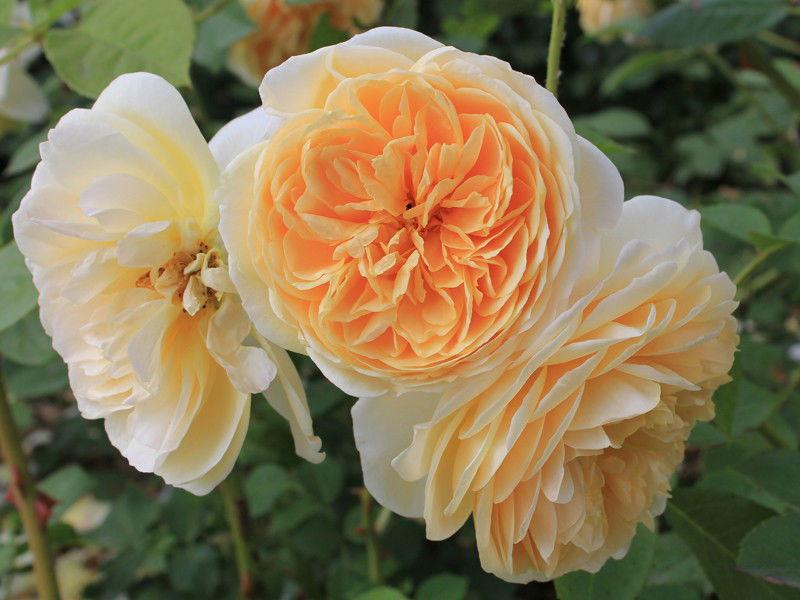 Rosa David Austin Teasing Georgia - View 16 from www redcrocus com