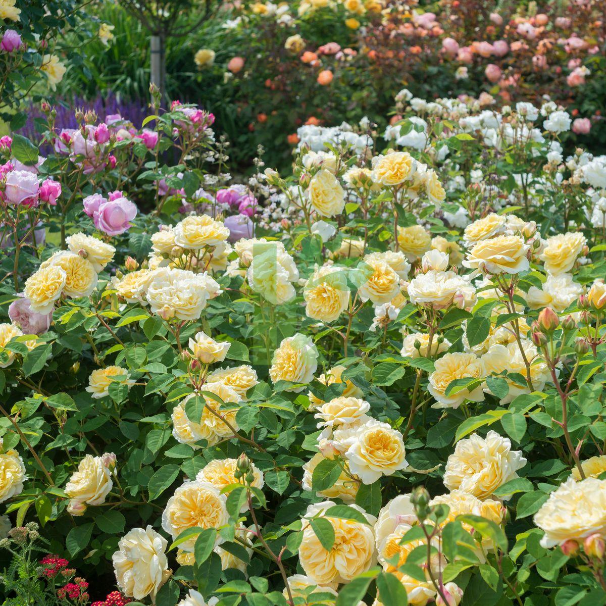 Rosa David Austin Teasing Georgia - View 17 from www redcrocus com