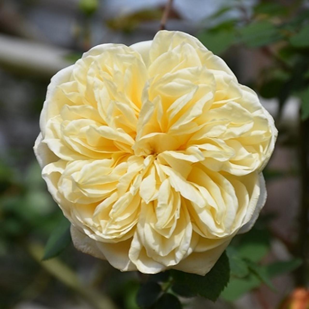 Rosa David Austin Teasing Georgia - View 18 from www redcrocus com