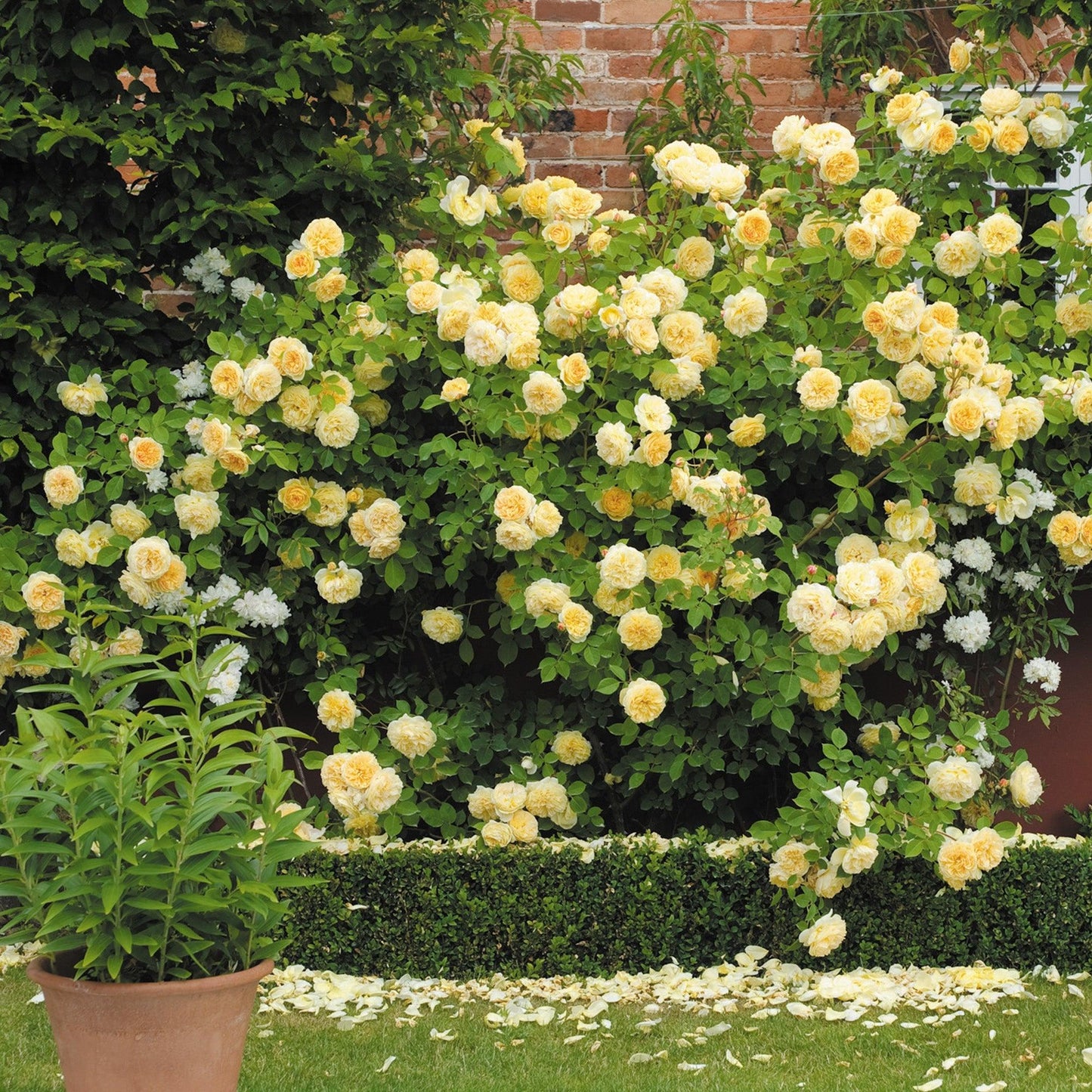 Rosa David Austin Teasing Georgia - View 2 from www redcrocus com