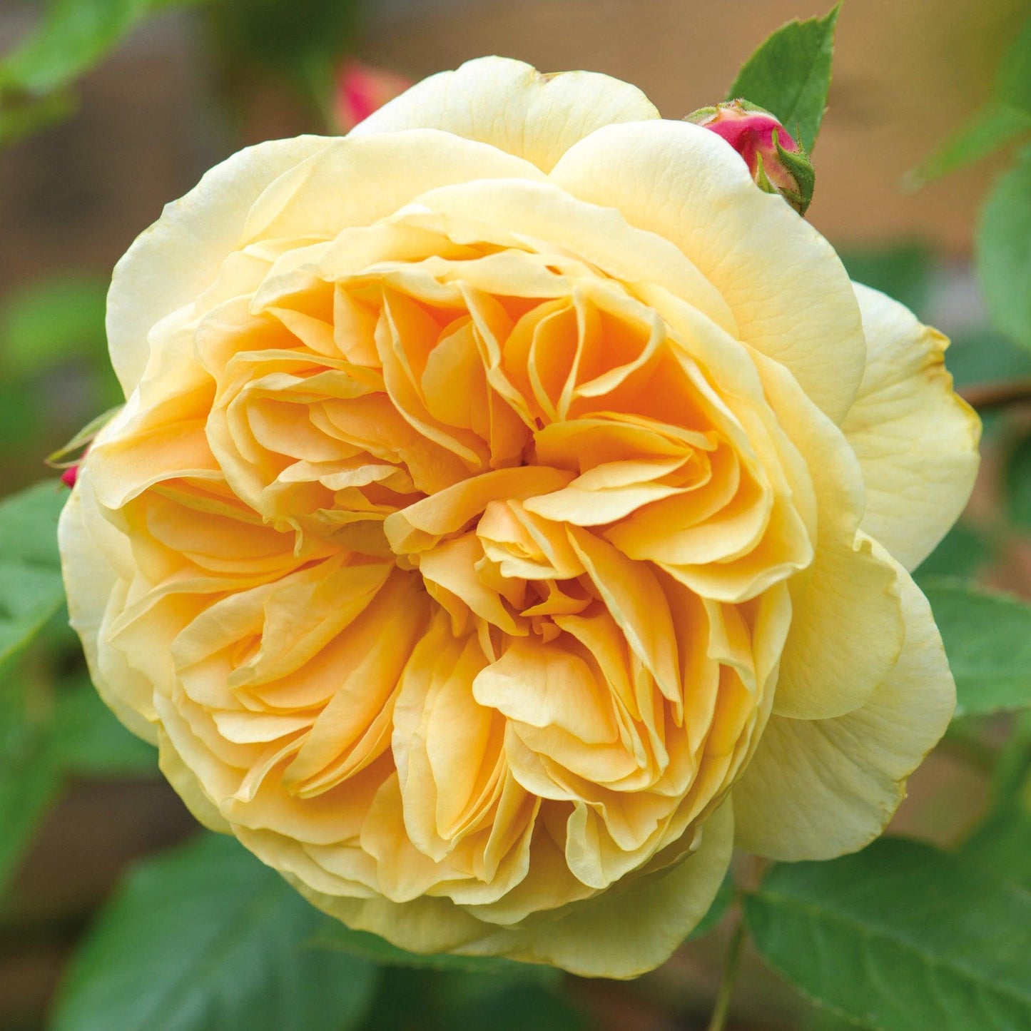 Rosa David Austin Teasing Georgia - View 4 from www redcrocus com