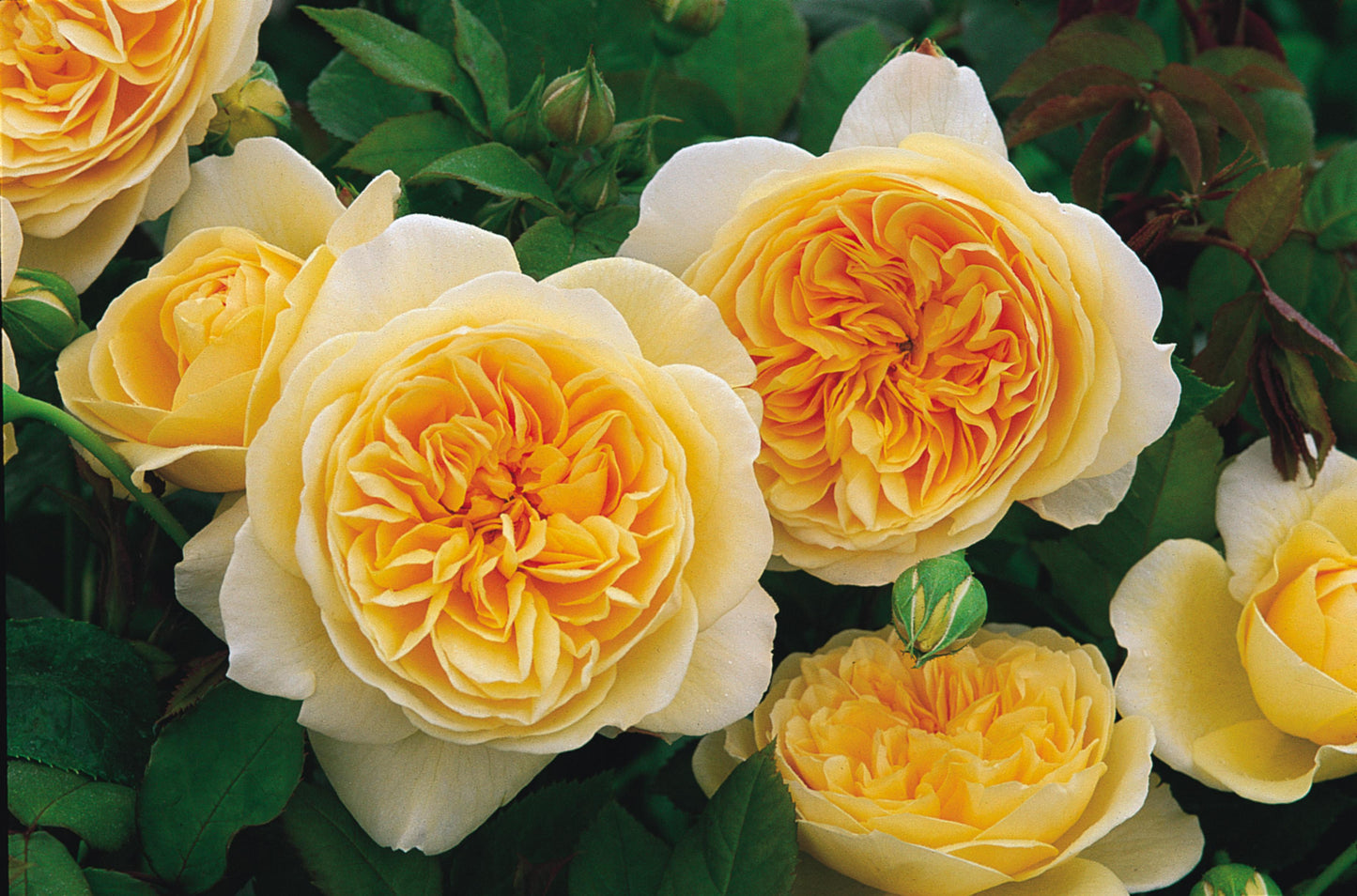 Rosa David Austin Teasing Georgia - View 9 from www redcrocus com