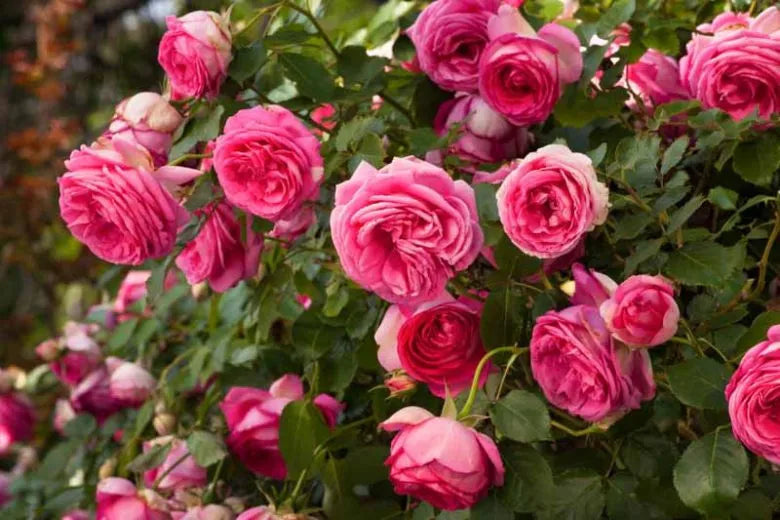 Rosa Climbing Pretty In Pink Eden - View 12 from www redcrocus com