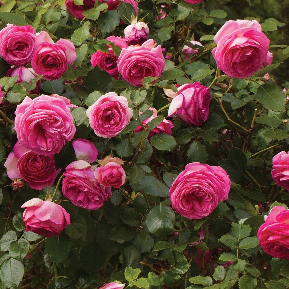Rosa Climbing Pretty In Pink Eden - View 13 from www redcrocus com