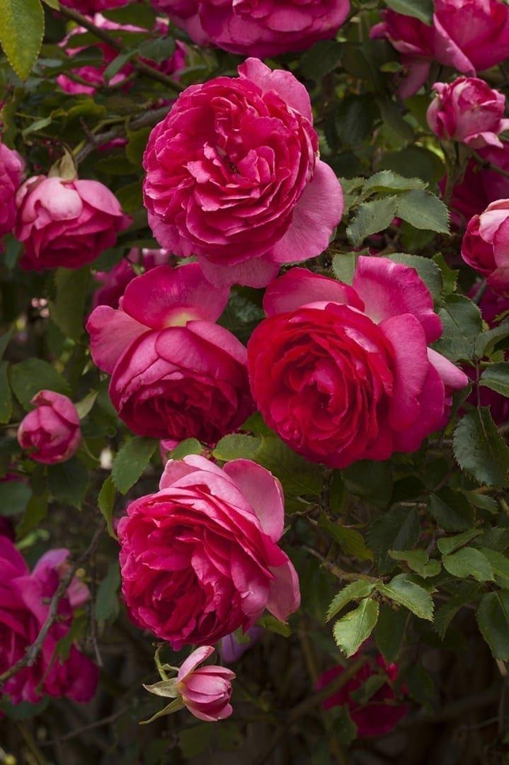Rosa Climbing Pretty In Pink Eden - View 14 from www redcrocus com