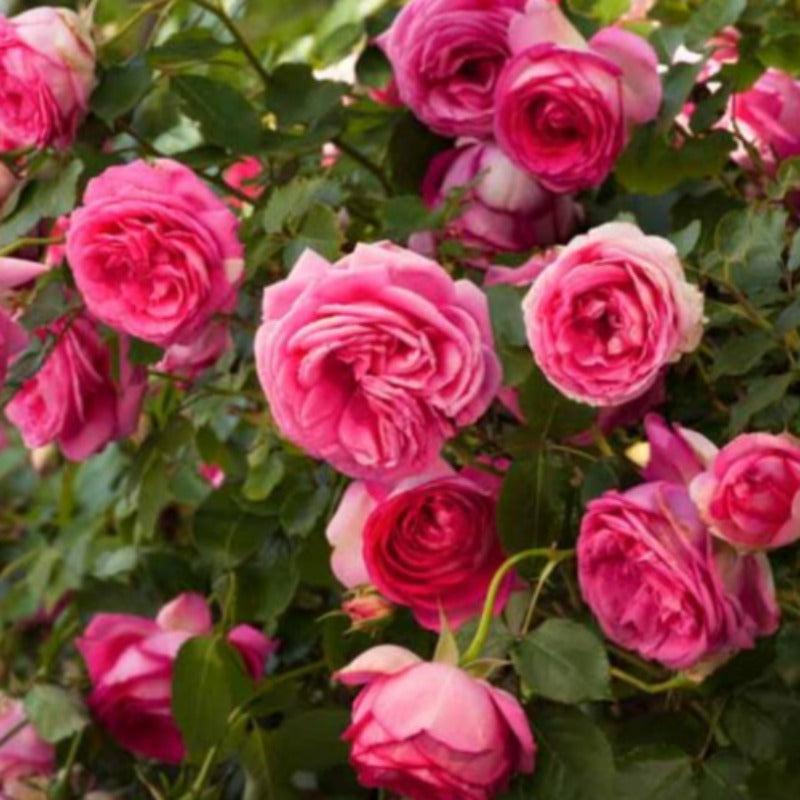 Rosa Climbing Pretty In Pink Eden - View 15 from www redcrocus com