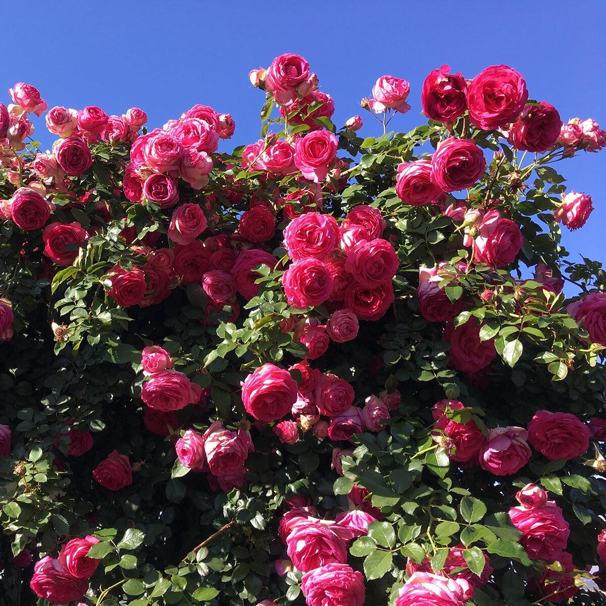 Rosa Climbing Pretty In Pink Eden - View 16 from www redcrocus com