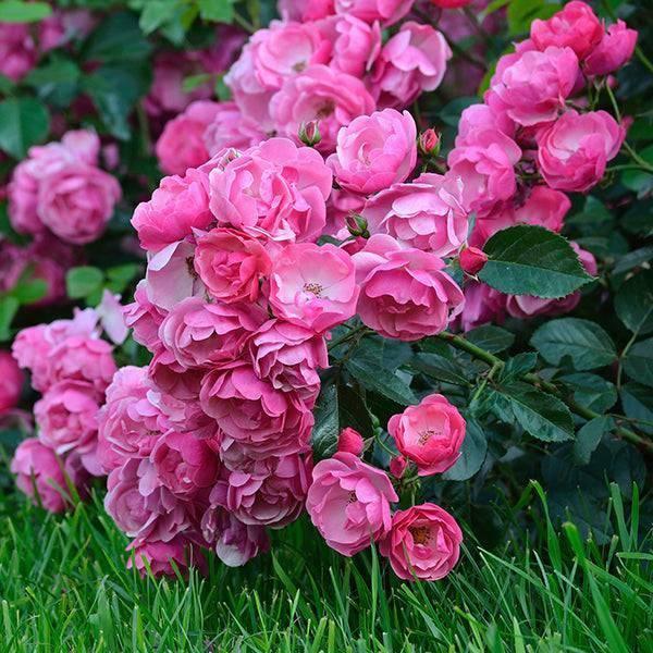 Rosa Climbing Pretty In Pink Eden - View 17 from www redcrocus com