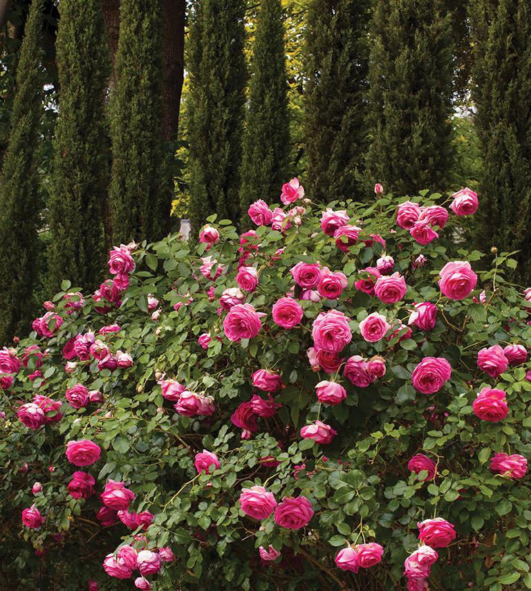 Rosa Climbing Pretty In Pink Eden - View 18 from www redcrocus com