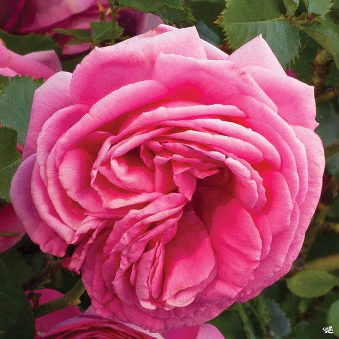 Rosa Climbing Pretty In Pink Eden - View 2 from www redcrocus com