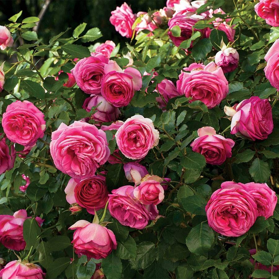 Rosa Climbing Pretty In Pink Eden - View 3 from www redcrocus com