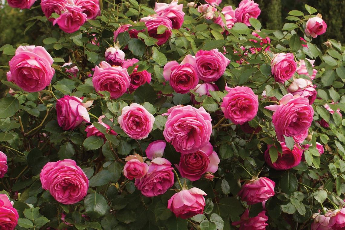 Rosa Climbing Pretty In Pink Eden - View 4 from www redcrocus com