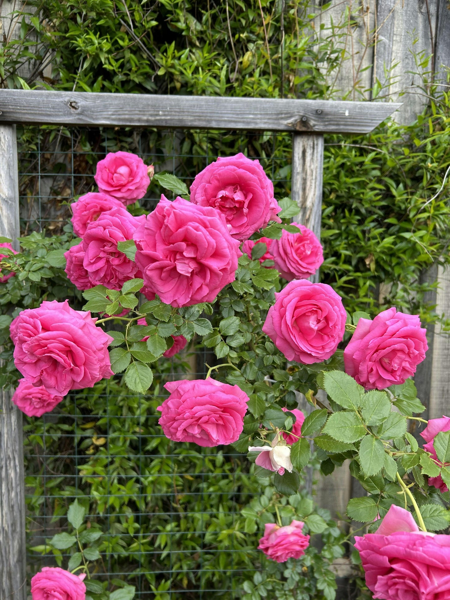 Rosa Climbing Pretty In Pink Eden - View 5 from www redcrocus com