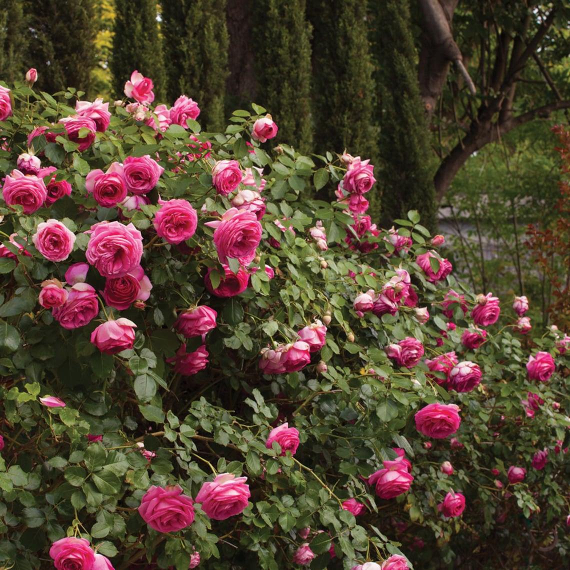 Rosa Climbing Pretty In Pink Eden - View 6 from www redcrocus com